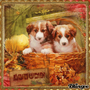 Fall Puppies