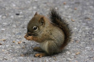 cute squirrel