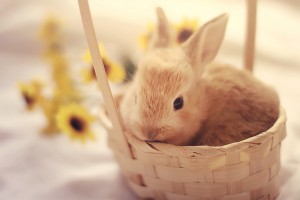bunny 1