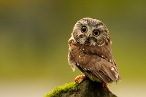 Northern-Saw-whet-Owl