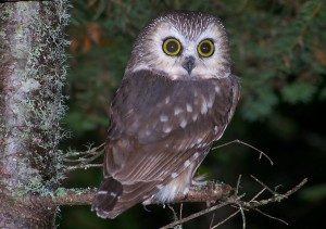 saw-whet-owl