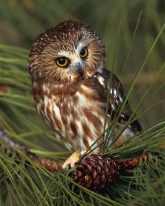 sew-whet owl