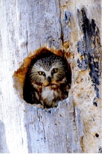 Betty_Fisher_Saw_whet_owl_in_nest_cavity_Whitemud-08