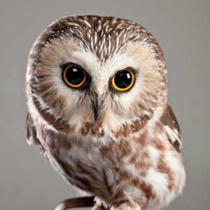 Tiresias-a-Northern-Saw-whet-Owl