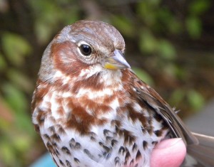 f-fox-sparrow-1-rock-point-16-oct-2012-2