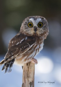 owl me