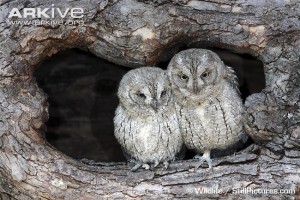 Pair-of-young-common-scops-owls-in-a-tree-hollow